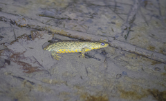 Triturus karelinii
