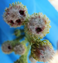 Phylica nigromontana