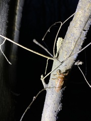 Yezoterpnosia obscura