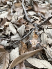 Yezoterpnosia obscura