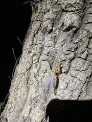 Yezoterpnosia obscura