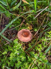 Bonomyces