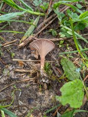 Bonomyces