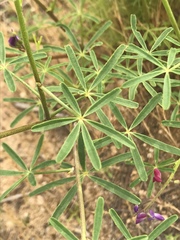 Lupinus truncatus
