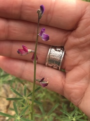 Lupinus truncatus