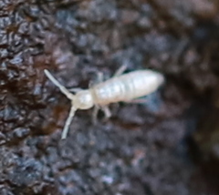 Heteromurinae