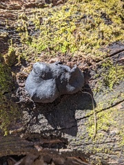 Camarops petersii