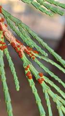 Gymnotelium blasdaleanum