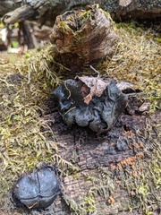 Camarops petersii
