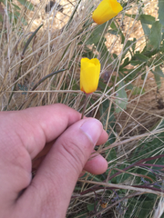 Eschscholzia californica maritima