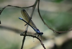 Bayadera brevicauda