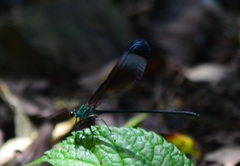 Psolodesmus mandarinus mandarinus