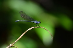 Bayadera brevicauda