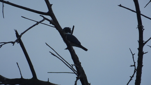 Belted Kingfisher photographed in Iowa