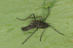 Penthetria funebris