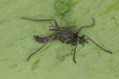 Penthetria funebris