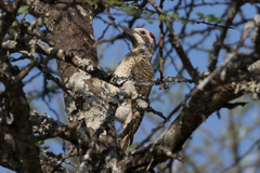 Campethera bennettii