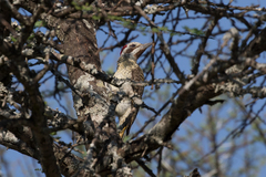 Campethera bennettii