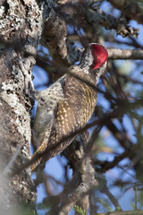 Campethera bennettii