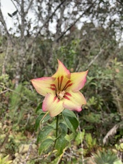 Symbolanthus calygonus