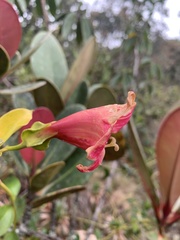 Symbolanthus calygonus