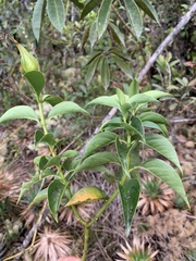 Symbolanthus calygonus