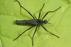 Penthetria funebris