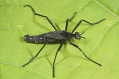 Penthetria funebris
