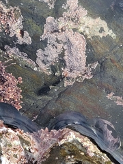 Clinocottus globiceps