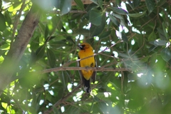 Icterus pustulatus