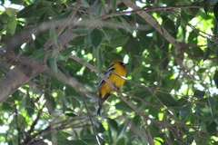 Icterus pustulatus