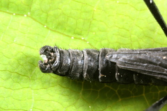 Penthetria funebris