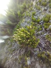 Orthotrichum consimile