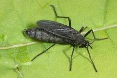 Penthetria funebris
