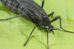Penthetria funebris