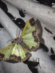 Zamarada denticulata