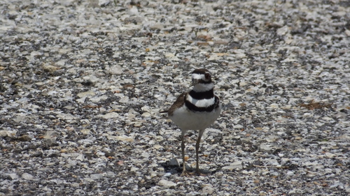 Killdeer photographed in Iowa