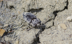 Capnodis cariosa