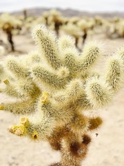 Cylindropuntia bigelovii