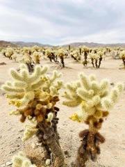 Cylindropuntia bigelovii
