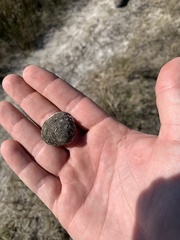 Polymesoda caroliniana