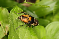 Palpada
