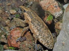 Lixus myagri