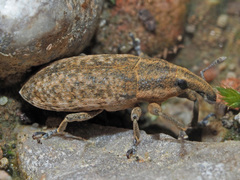 Lixus myagri