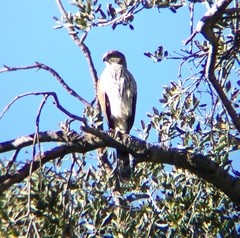 Accipiter cooperii