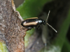Phyllotreta vittula