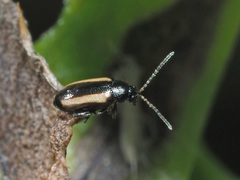 Phyllotreta vittula