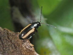 Phyllotreta vittula