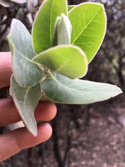 Arctostaphylos hooveri