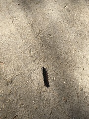 Nymphalis antiopa